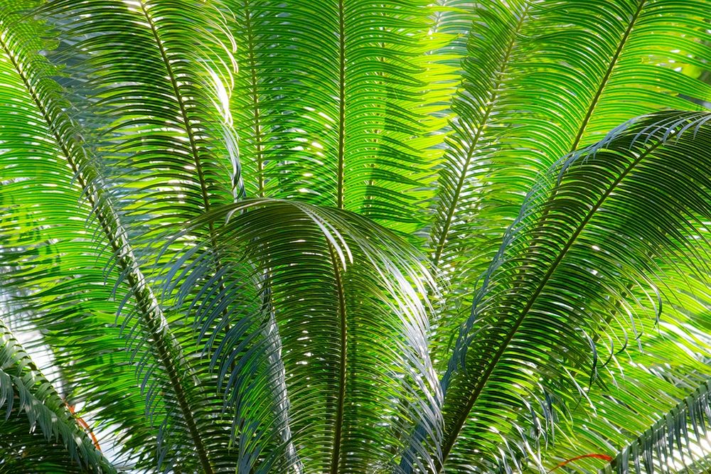 Close-up of the fronds of the Sago Palm Tree art print by Mallorie Ostrowitz for $57.95 CAD